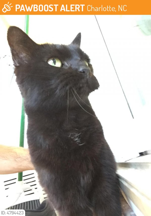 PawBoost's tweet photo. Please RT! #found #pet in #Charlotte #NC 28277 seeking owner https://t.co/gEkeAIEXyu https://t.co/KZ4p5K5n2s