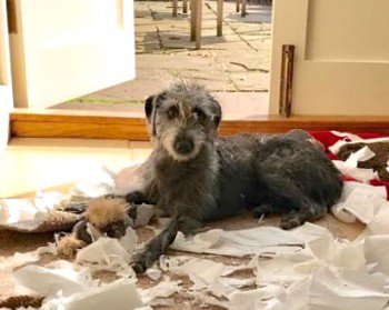 lisaphipps15's tweet photo. https://t.co/9JdiAqwh29: Lost: LUCY Lurcher Female near #Maund Common, #Bodenham #Hereford #HR1 @DoglostUK https://t.co/33JI7dURxl https://t.co/OodvyEKQs4