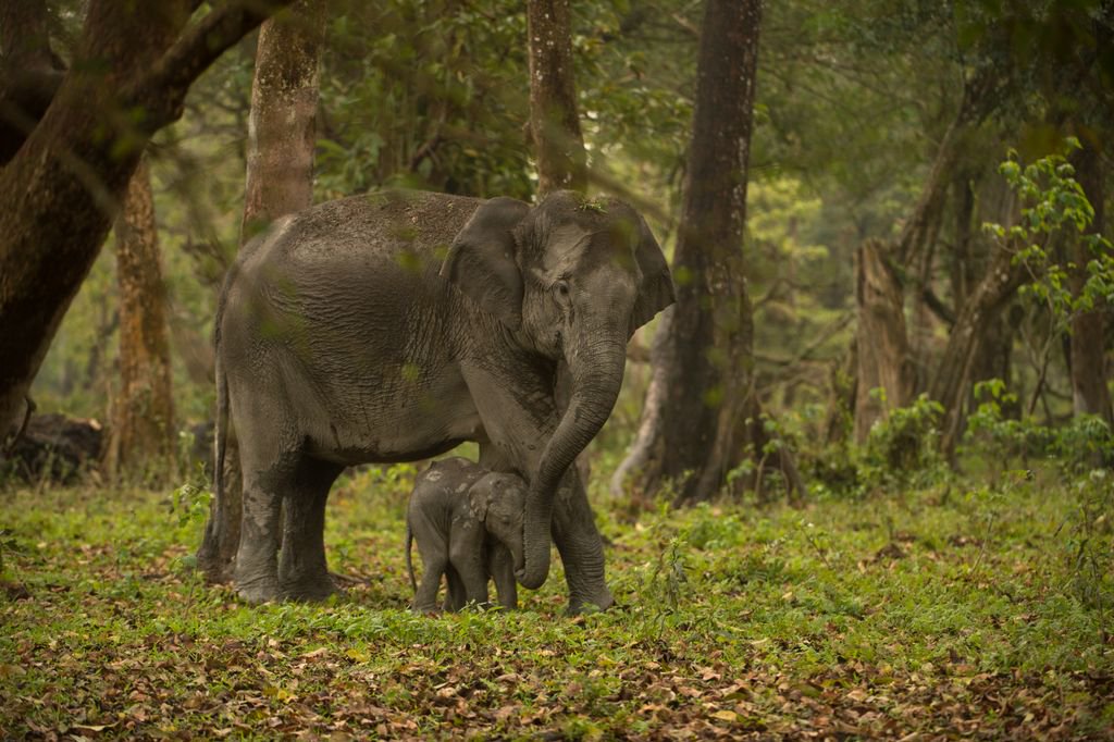 elephantfamily's tweet photo. This little baby enjoys a tender moment with its mother. Happy Elephant Friday! Photo: K. Varma #elephantfriday #fridayfeeling https://t.co/4PDMW7uJdR