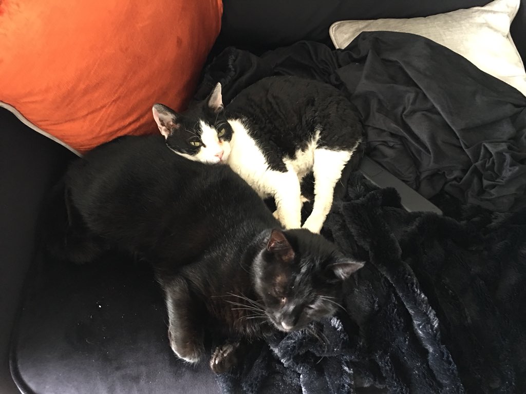 MrAnderson1010's tweet photo. #BlackCatDay https://t.co/4V4JAs9Udz