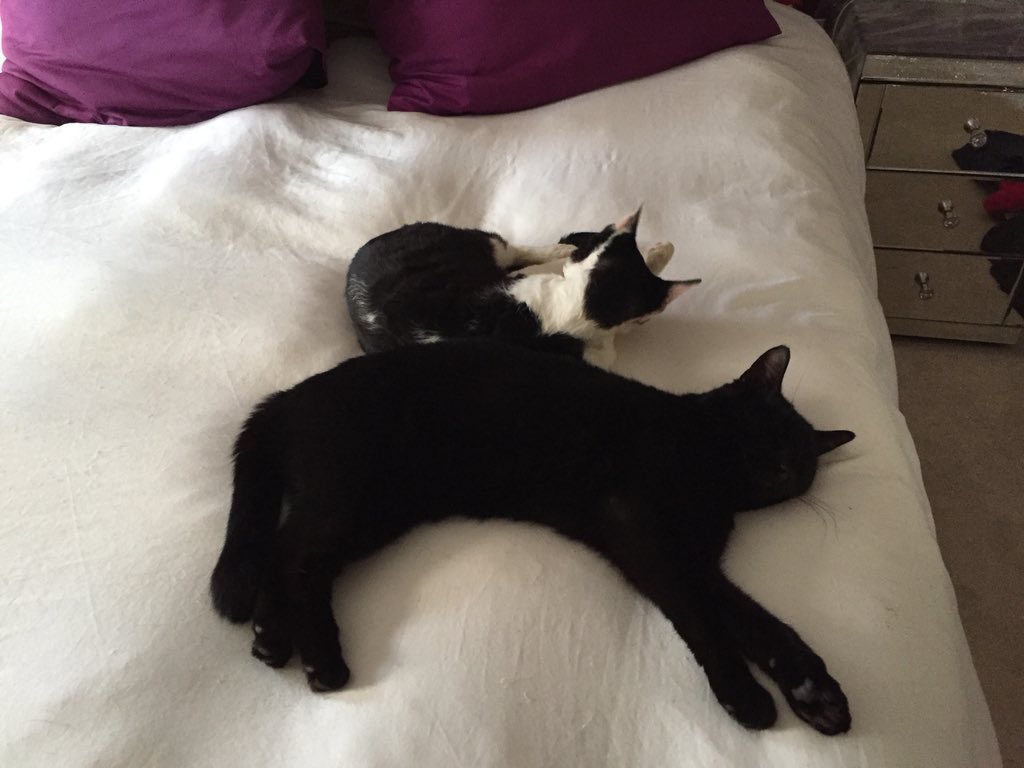 MrAnderson1010's tweet photo. #BlackCatDay https://t.co/4V4JAs9Udz