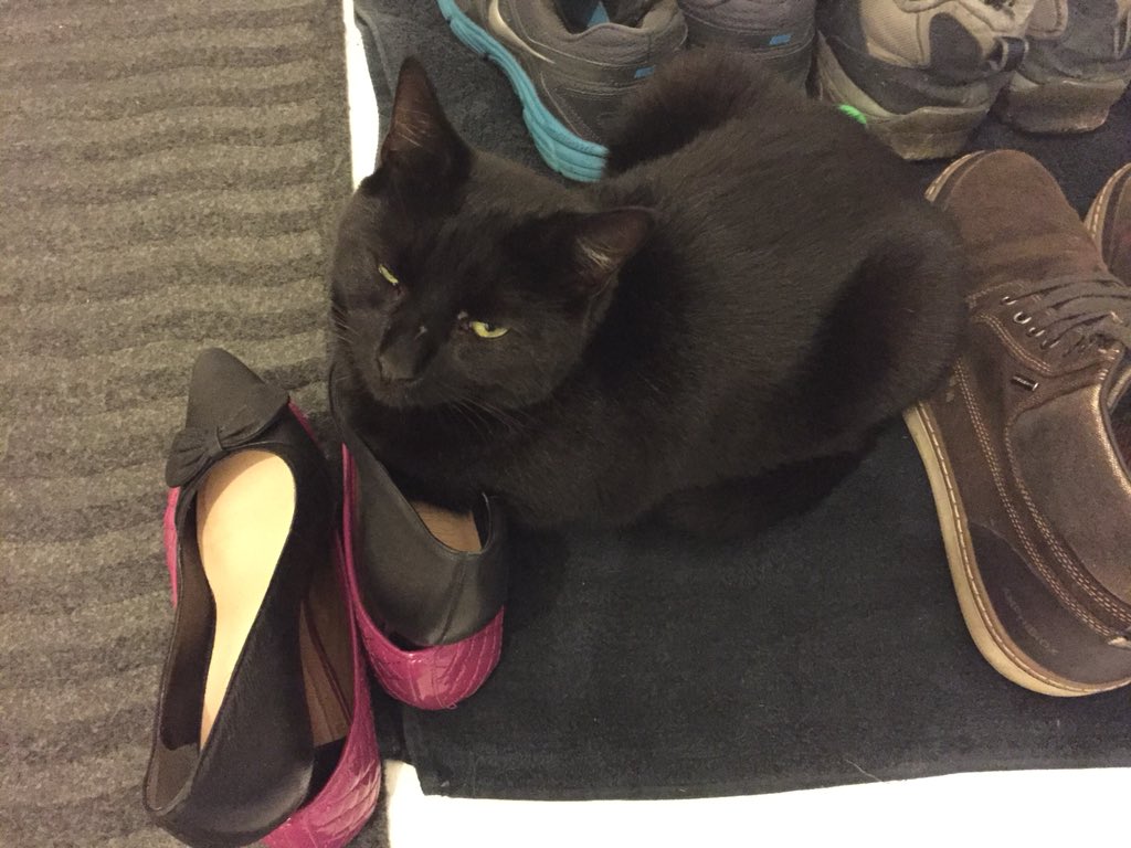 MrAnderson1010's tweet photo. #BlackCatDay https://t.co/4V4JAs9Udz