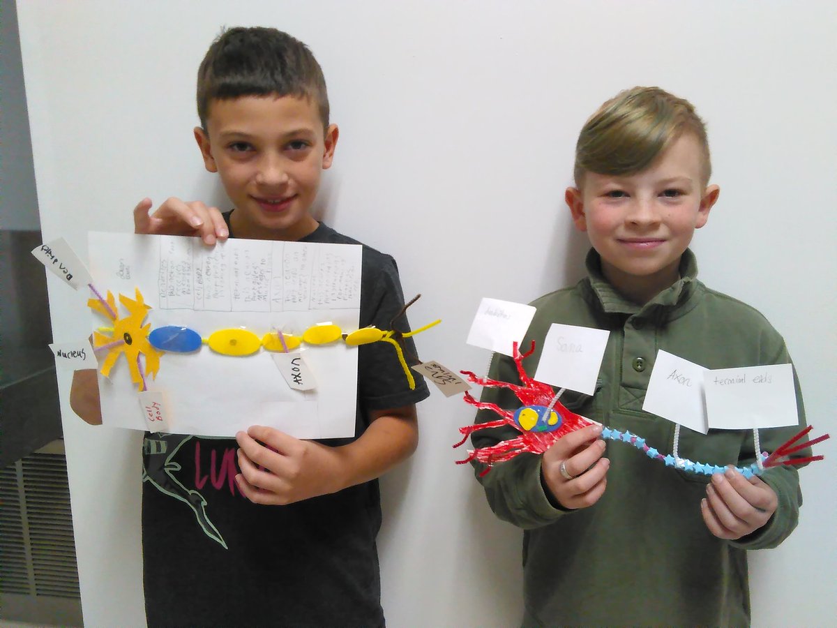 htorrant's tweet photo. Fifth graders creating models of neurons. https://t.co/HZu2vjPoPv
