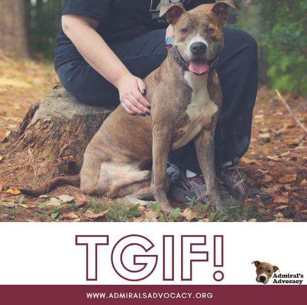 GoodDogAdmiral's tweet photo. #tgif https://t.co/tKJvxp9vQb