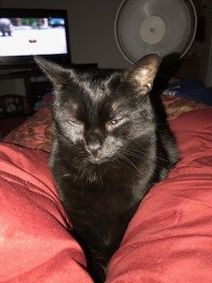 EndlessSummerLP's tweet image. With Halloween around the corner,how convenient today is National Black Cat Day!Does anyone have one to share? I do.His name is Oreo!! #FGF