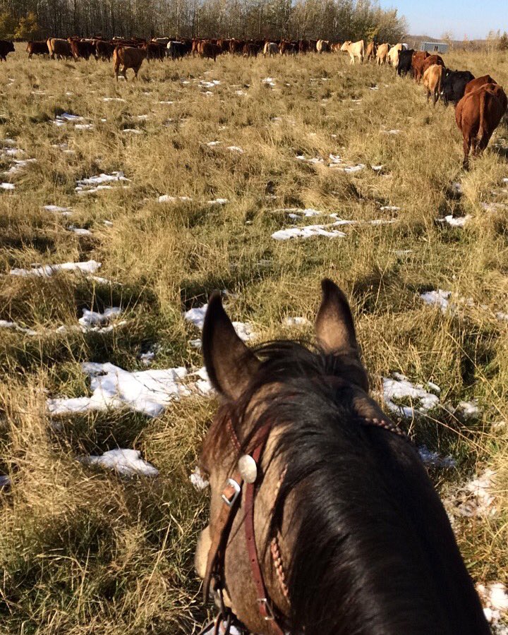 SleepySprings's tweet photo. Gathering yearlings and getting ready to ship. #sleepyspringsranch #ranching #fallinalberta https://t.co/5PTFoSu92v