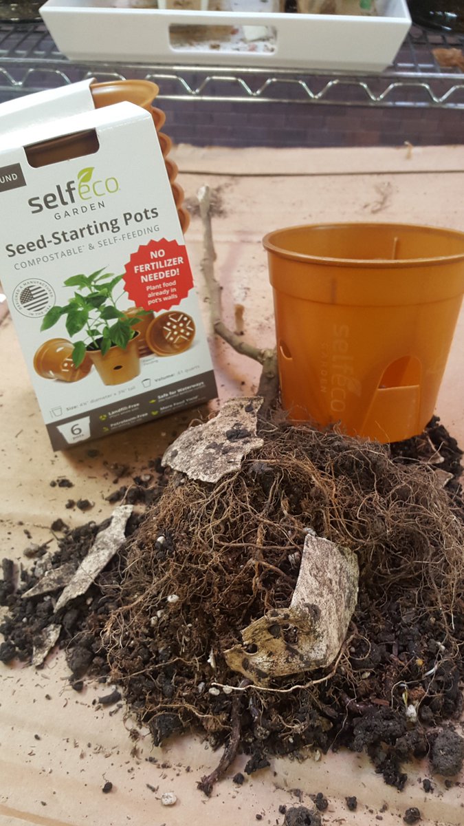 I walked into my office and there was a bag of dirt on my desk. Read why dirt on my desk made my day!
selfecogarden.com/blogs/garden-b…