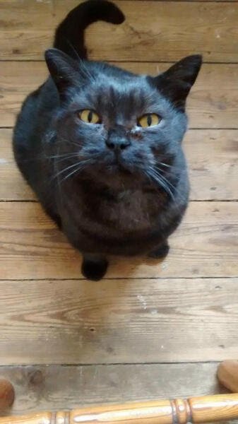 cujoann's tweet photo. #BlackCatDay My lovely grandson. https://t.co/bmuwQnDNpr
