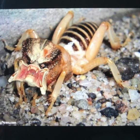 TavisNation's tweet photo. Watch out, there coming.....#Jerusalemcricket #pestcontrol #watchout https://t.co/hJHBk48qum