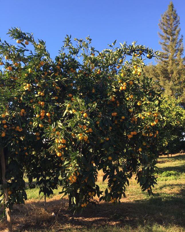 PlacerGROWN's tweet photo. It’s almost officially mandarin season!  RT if you want to be entered in a random drawing for passes to the @MandarinFest on Nov 17-19. https://t.co/7tWJtRZhiP