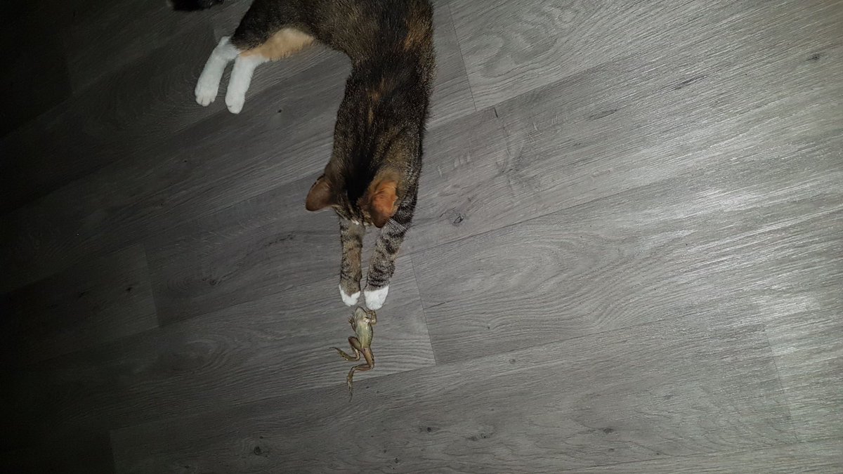 04.10.2017 Dionne,Talmastraat,Sliedrecht is poes Diva kwijt,EK,merendeels cypers bruin/wit - goo.gl/bqG5S4