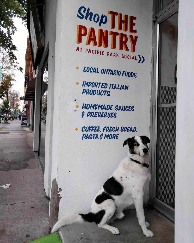 Dogs_Waiting's tweet photo. Just a dog, shopping the pantry. 📷 @jacquelby 
#dogswaitingpatiently #dogsoftoronto #dwp #dogs #dogsofinstagram #petsofinstagram #petsoftor… https://t.co/TyH757OQ5X