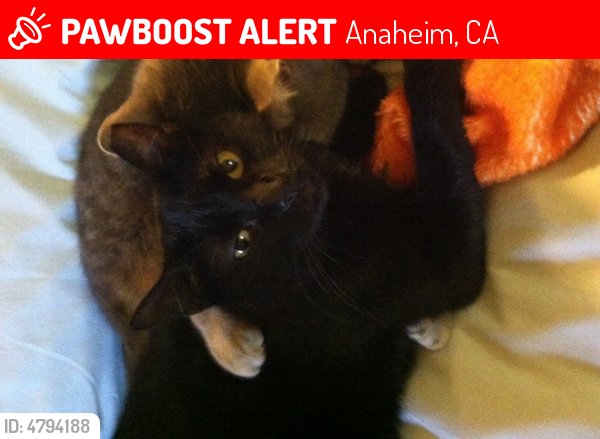 LostPetsAnaheim's tweet photo. Please RT! Have you seen Cleo? #missing #lost #pet in #Anaheim #CA 92804 https://t.co/VYNtYyH9k4 https://t.co/8A92yca7B1