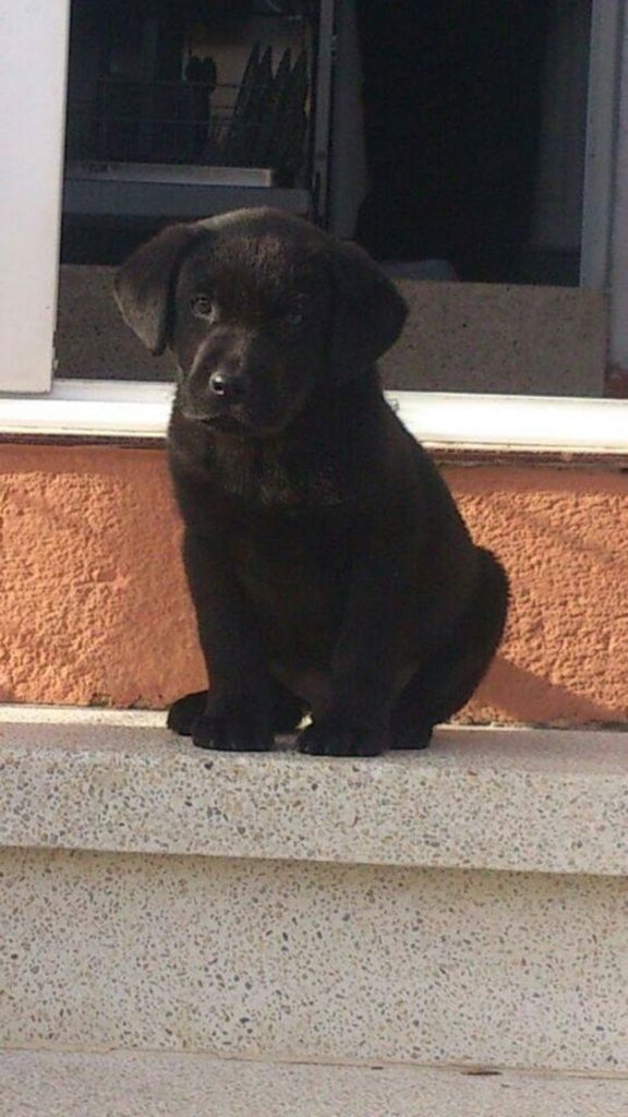 JoseLuis_Ruano's tweet photo. @guardiacivil Ares como el mío!! https://t.co/54u8hH1MHd