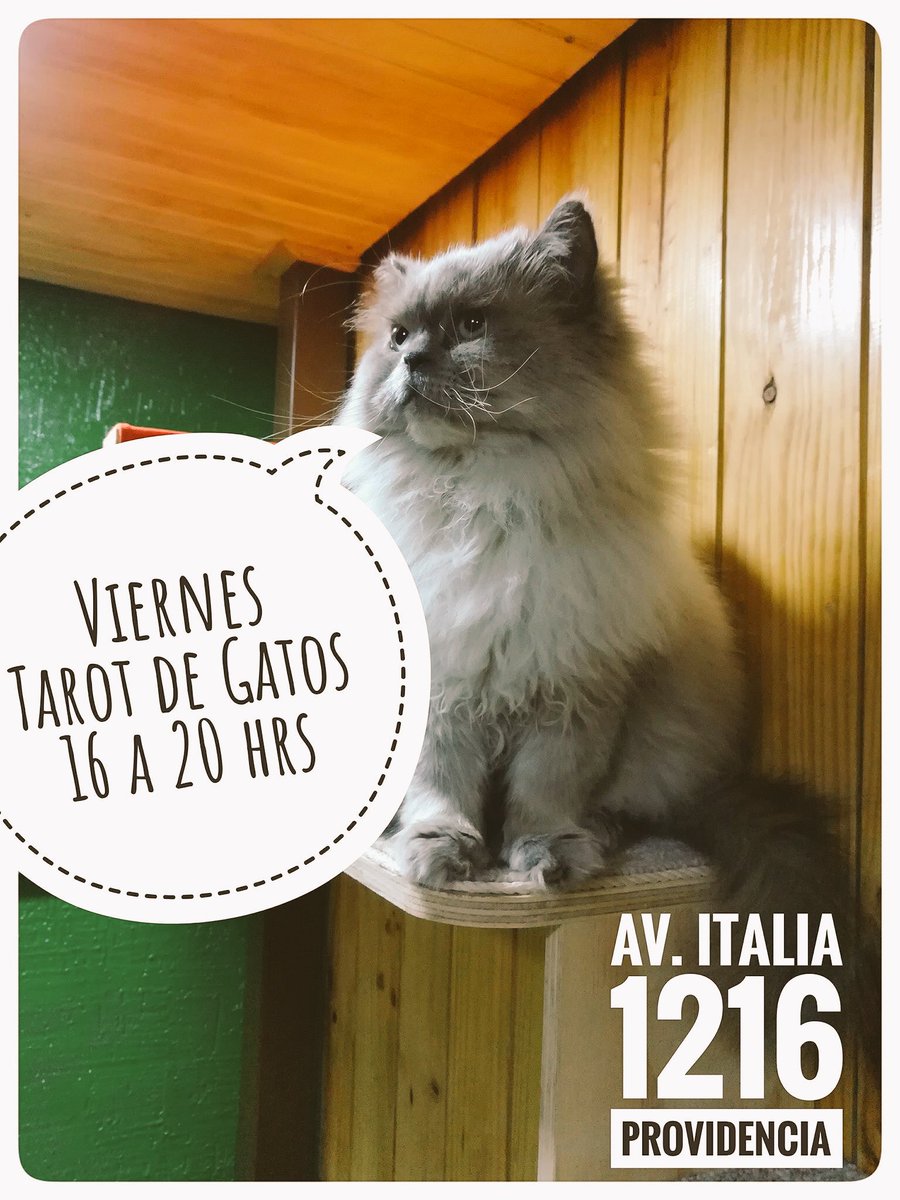 elmundodedali's tweet photo. Hoy en el #catcafe #tarot #jodorowsky #gatos 16 a 20 hrs @bocetolimitada @TonkaTP @conyjorqueram @barrioitaliaTV @barrioitalia 🙌🏼😸 https://t.co/i0gwHGgW9A