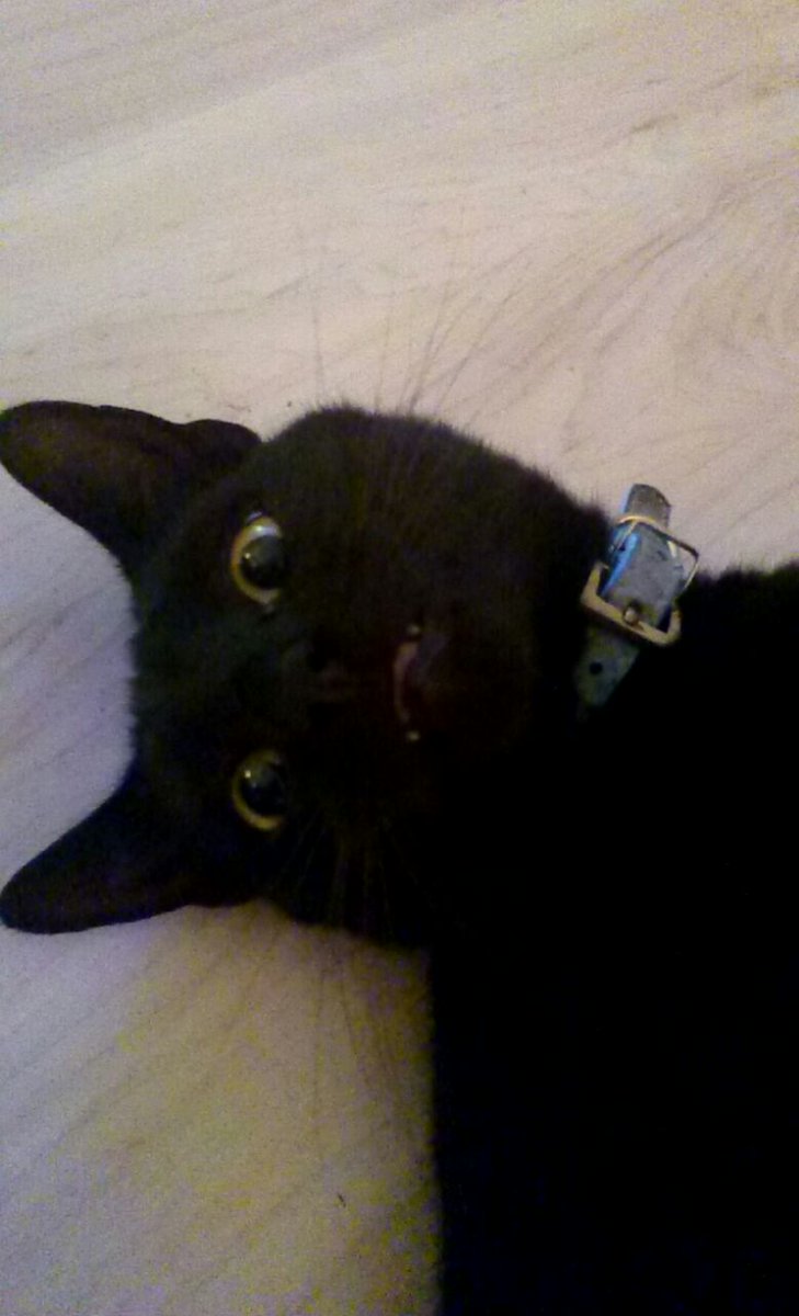 Ben Stein tweet media