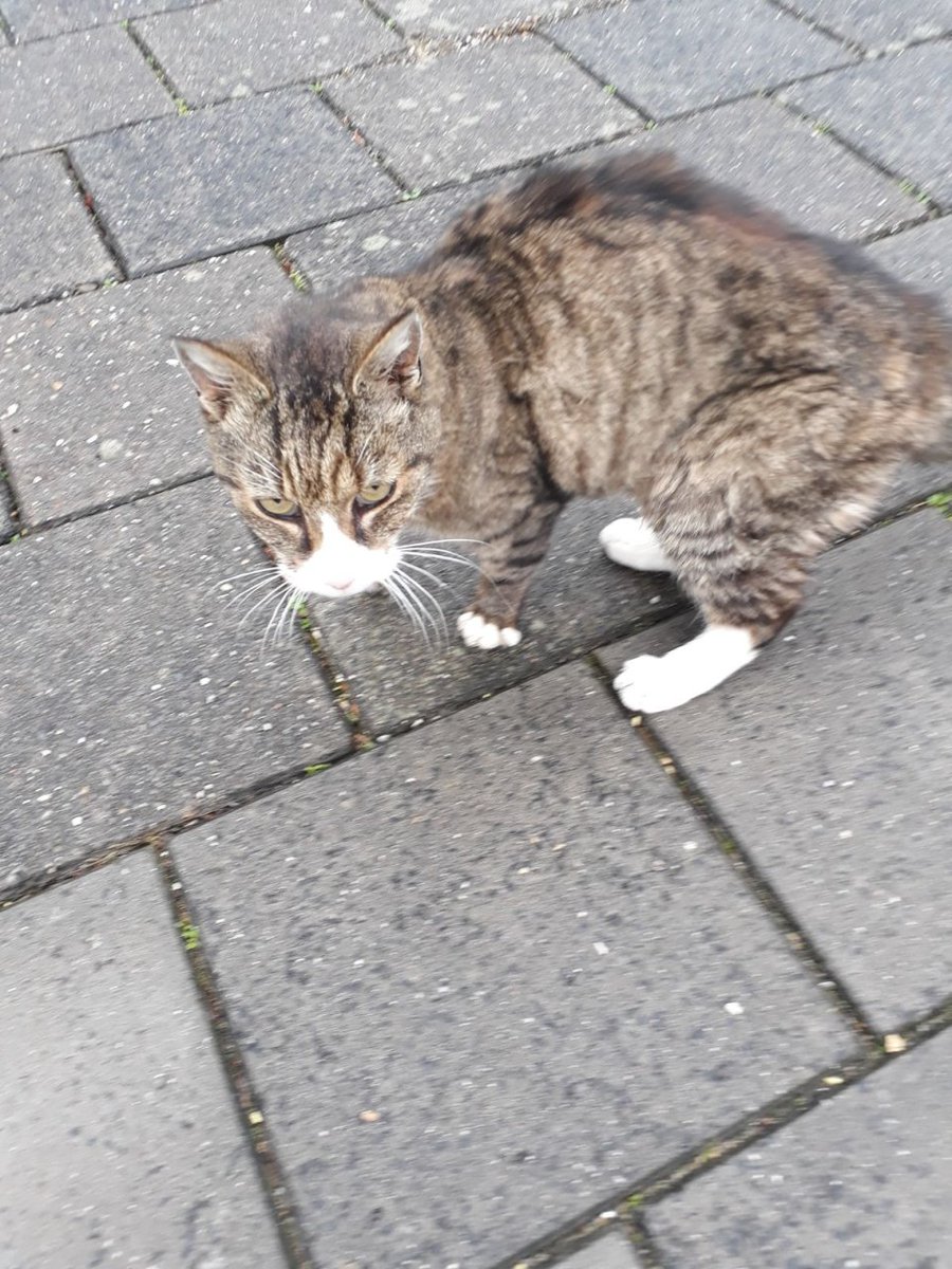 24.10.2017 gevonden Van Oldenbarneveltstraat,Alblasserdam cypers bruin met witte kater - goo.gl/7738jt