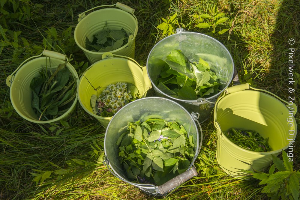 Aan de slag met #wildplukken. Weekendcursus op 17, 18 en 19 november in Nieuw Annerveen. bloemenpad.nl