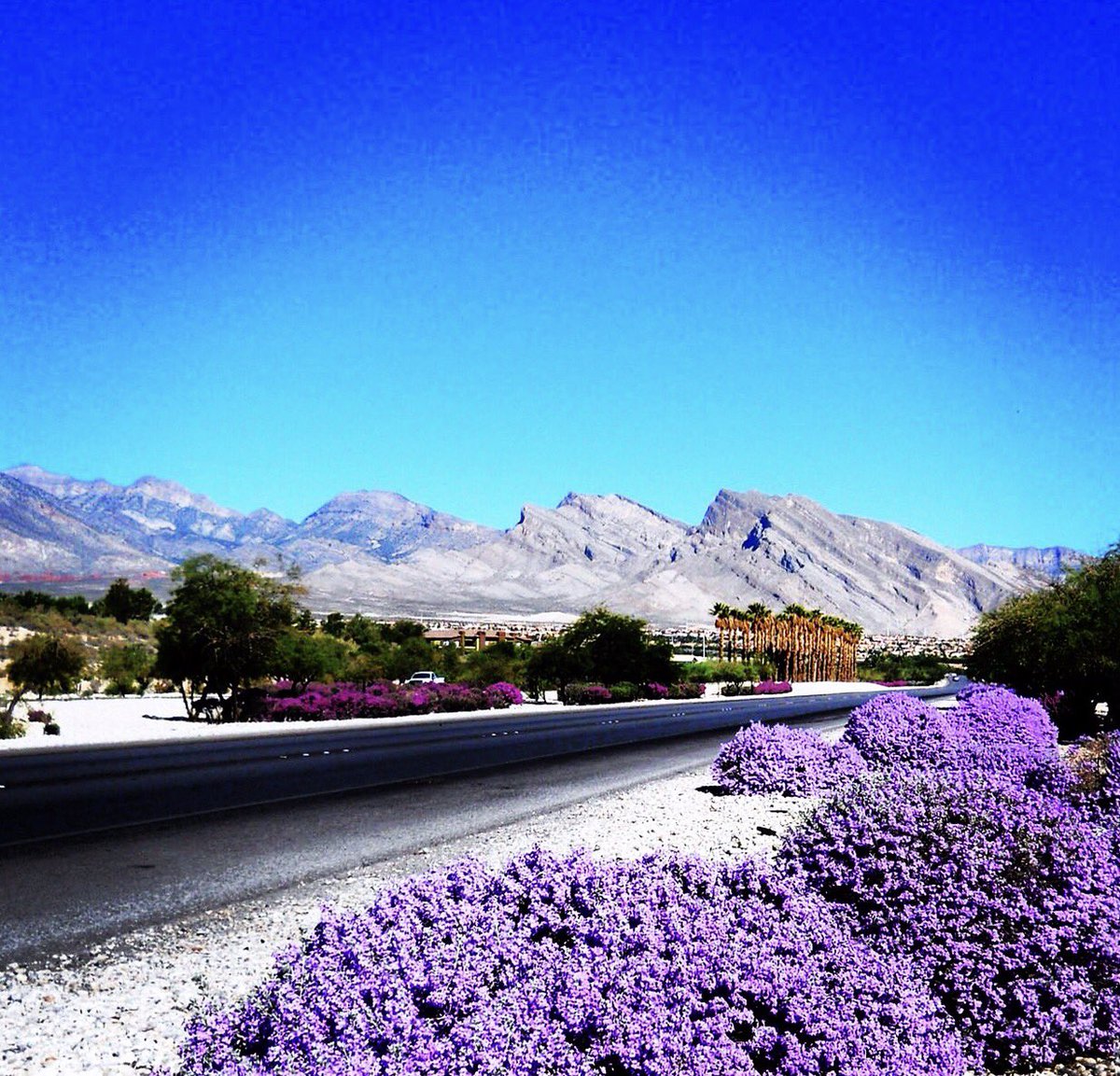 CityOfLasVegas's tweet image. Happy #NevadaDay 🎂❤️