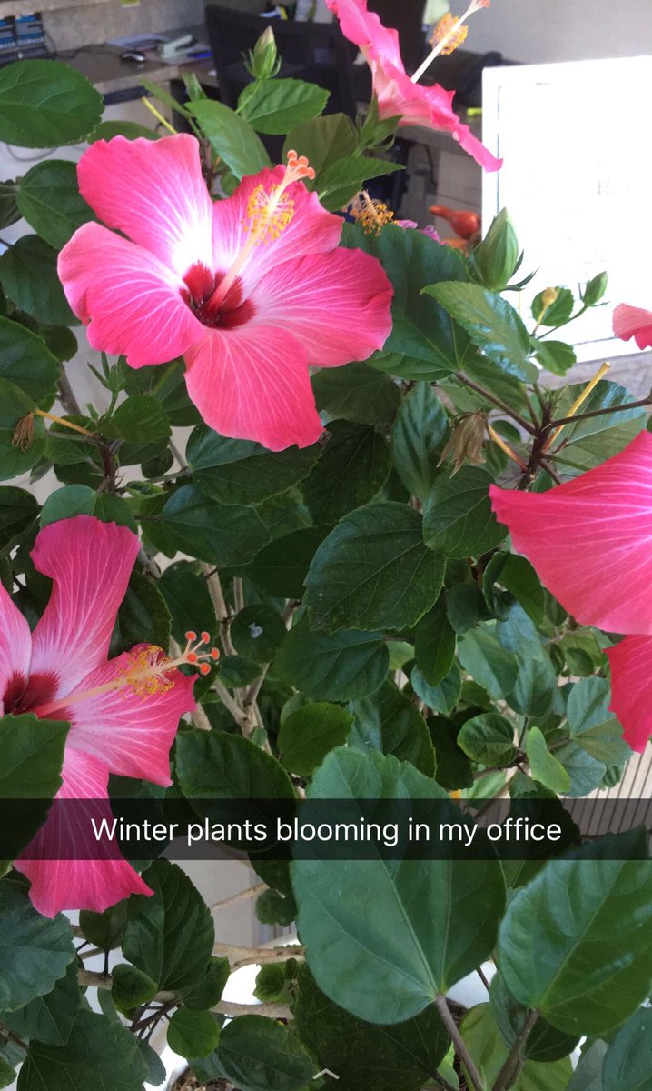 PavilionOC's tweet photo. Wow.... our outside plants were moved into my office -now it feels like a tropical forest 🌺🌸🌼🌴🌹 beautiful https://t.co/FaqEARC13J