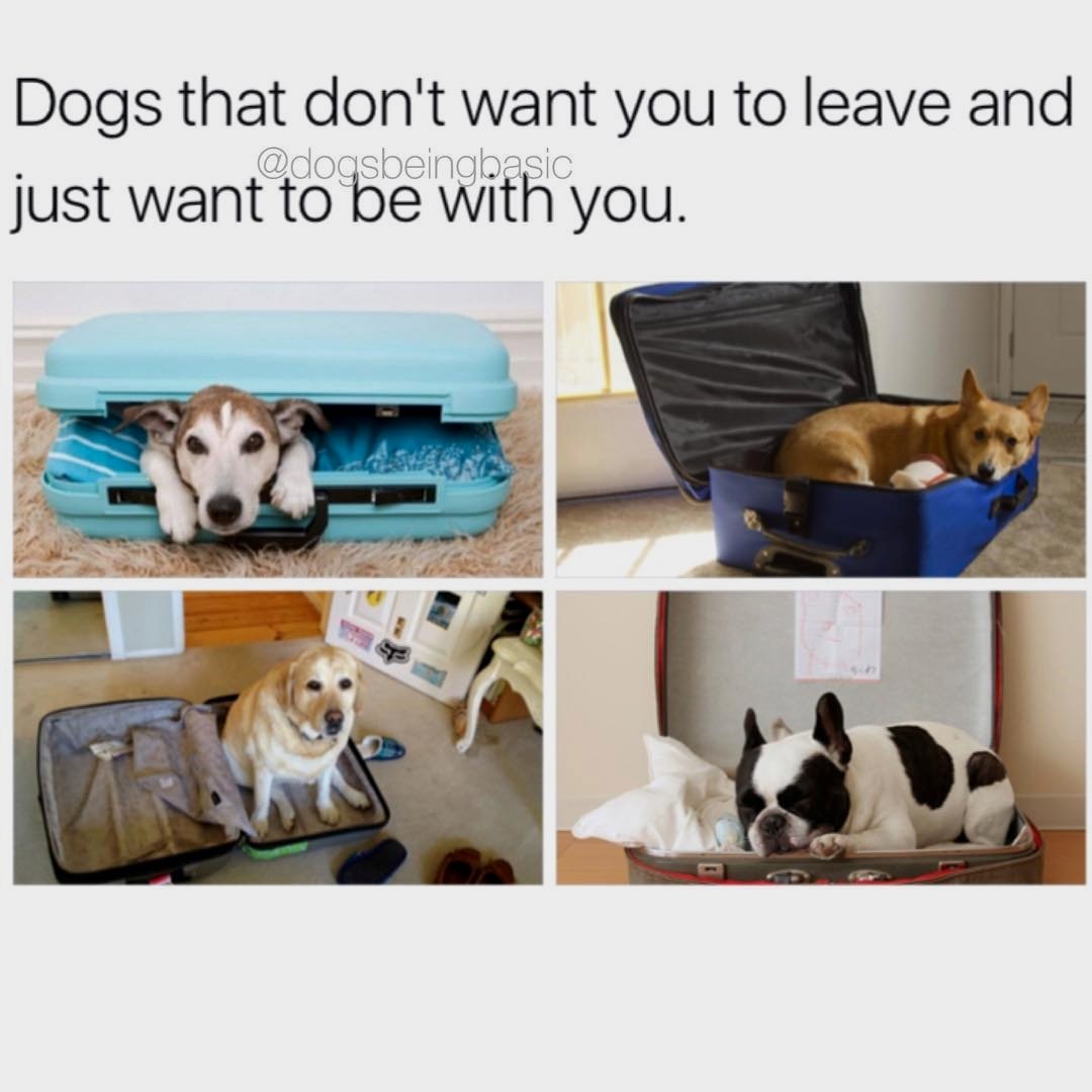 KashRockit tweet media