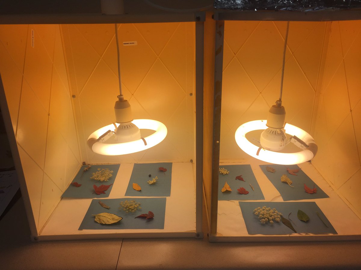 MrsCarissaHynes's tweet photo. Playing with photosensitive paper for our next scope: Introduction to Photosynthesis. Oh, how magical light can be, indeed! #7gradescience https://t.co/nLFCbqR4B0