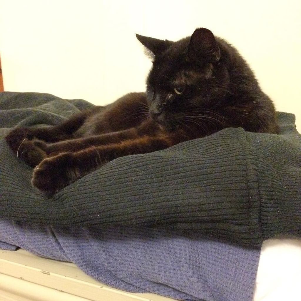 Cottage_R's tweet photo. A house isn't a home without a #micropanther! #blackcatappreciationday #cat #catstagram #catsofinstagram #blackcatโฆ https://t.co/sjGBjIVWFB https://t.co/rJAObfOJsw
