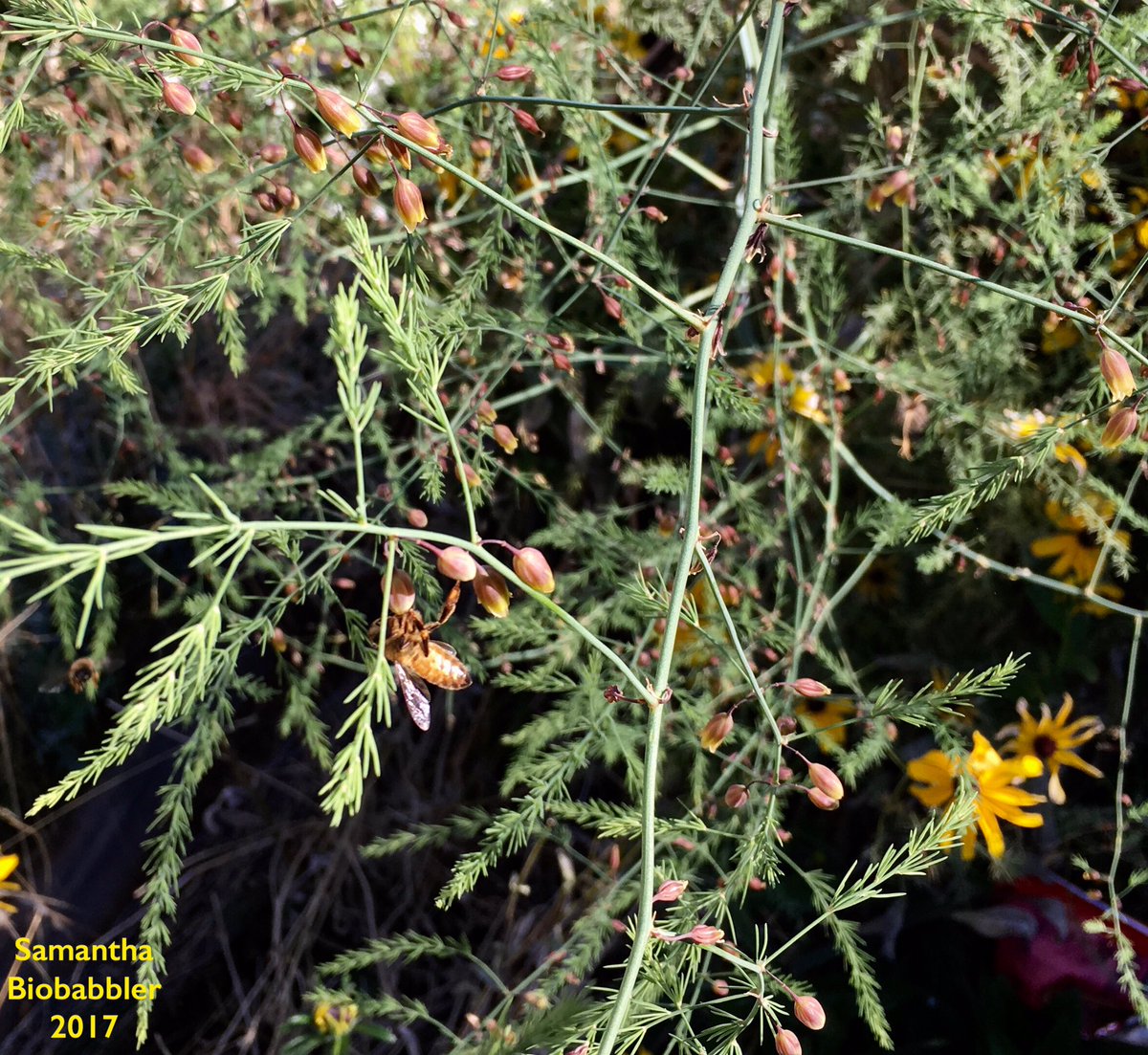 biobabbler's tweet photo. Drawing many happy bees to 'em, the dahlias & rudbeckias, also asparagus flowers & rosemary--garden is BUZZING! #gardening #fallbloomers https://t.co/F258kBdd09