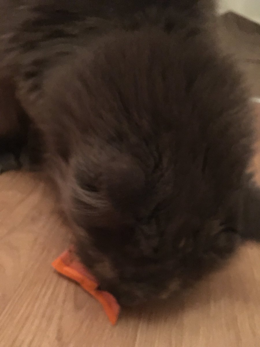 sissyquee's tweet photo. @Tesco @DreamiesUK OH MY CAT DEITY!!! Thank you for the purrs!!! https://t.co/ekhplALhaU
