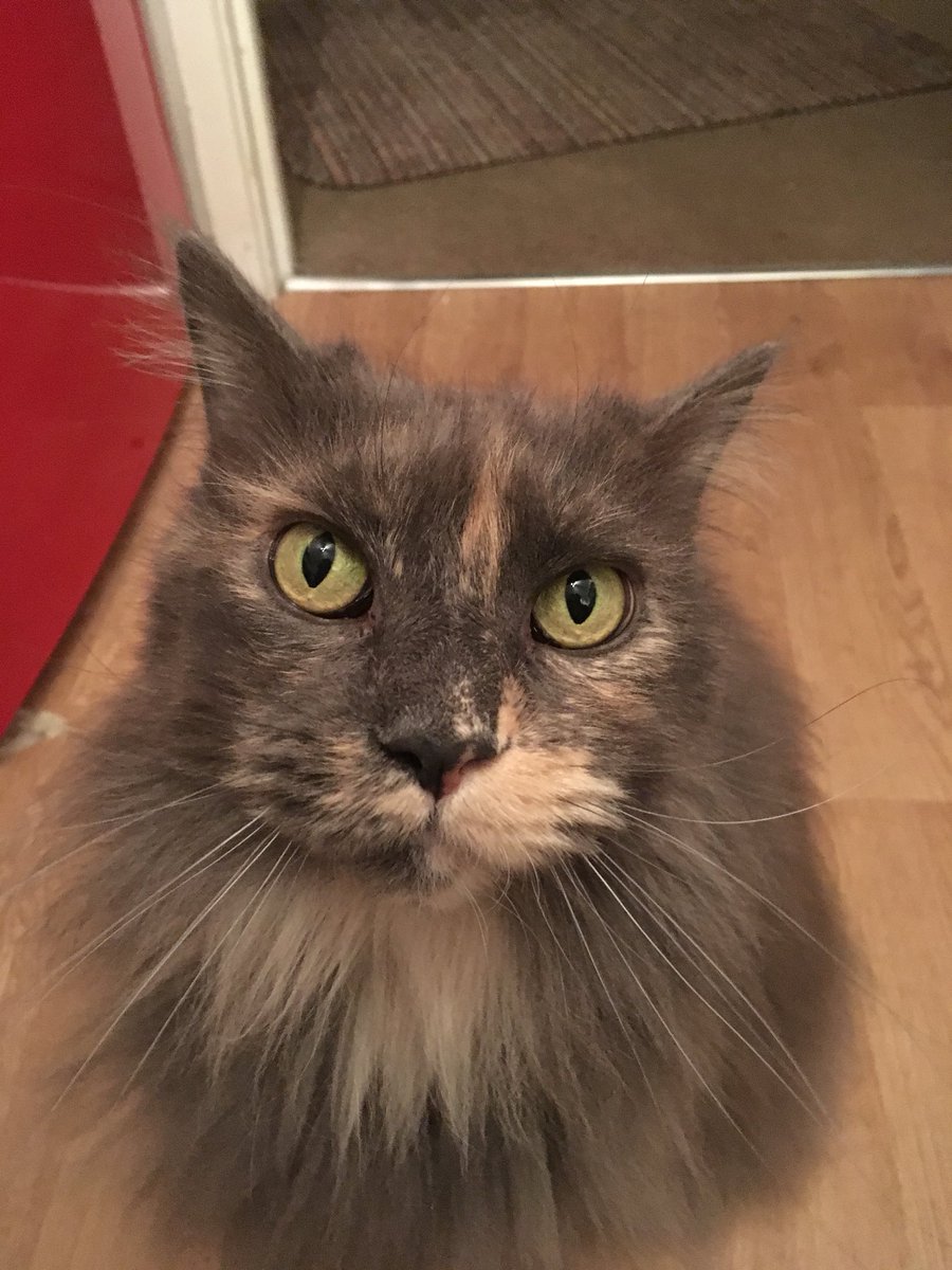 sissyquee's tweet photo. @Tesco @DreamiesUK OH MY CAT DEITY!!! Thank you for the purrs!!! https://t.co/ekhplALhaU