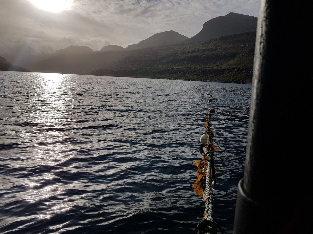 This week #Oceanrainforest deployed 5000 m. of #seaweed seedlings. First harvest expected in May 2018. <a href="/MacroCascade/">MACRO CASCADE</a> <a href="/nordicinno/">Nordic Innovation</a> <a href="/Hortimare/">Hortimare</a>