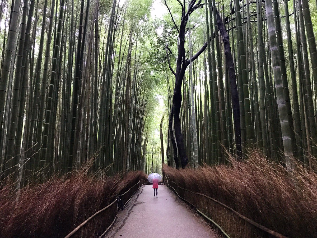WIXSQUARED's tweet photo. #JulietTravers has just travelled as a client of #WixSquared to #Japan. Take a look at her blog and get inspired https://t.co/jPv4tvgfap https://t.co/CDg7eA6lhU