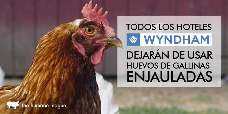 THL_Latino's tweet photo. Imagina que todas las grandes compañías se comprometieran a mejorar la vida de los animales.

Ya está sucediendo. https://t.co/bN86qJQlBI