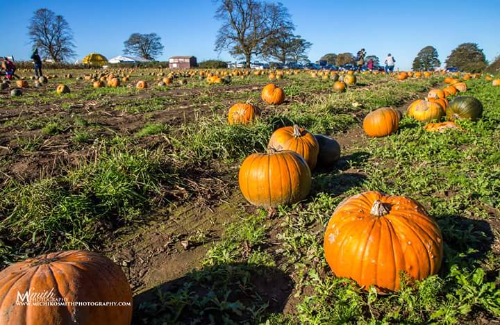 Pumpkins are ready for #Halloween 🎃 #Pontefract <a href="/CopleyFarm/">Copley's Fresh Farm</a> <a href="/Welcome2Yorks/">Welcome to Yorkshire</a> <a href="/Yorkshire_Life/">Yorkshire Life</a> <a href="/WakeExpress/">Wakefield Express</a> @JonMitchellITV <a href="/holmfirthphotos/">Sandie Nicholson</a>