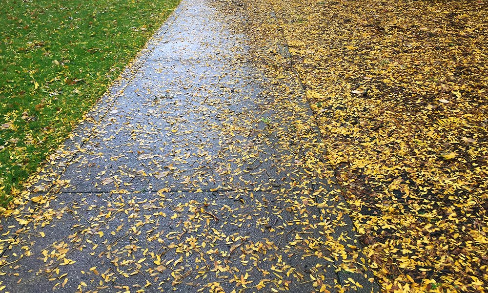 MIT's tweet photo. Fall has hit campus. 🍂 #aroundMIT https://t.co/PBTQdKDpig