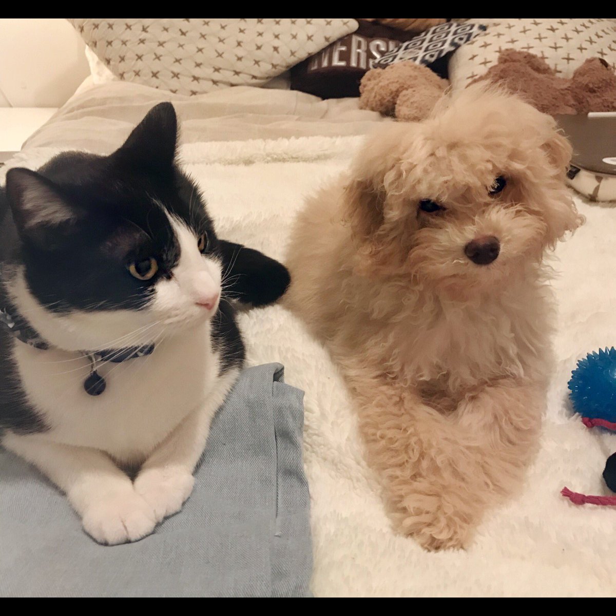 SinRostroMaster's tweet photo. my furriendss, I have come to terms with Balú, deciding to merge our pawsome personalities in this account #dinamicduo  #thebros https://t.co/uoJMj9zn0L