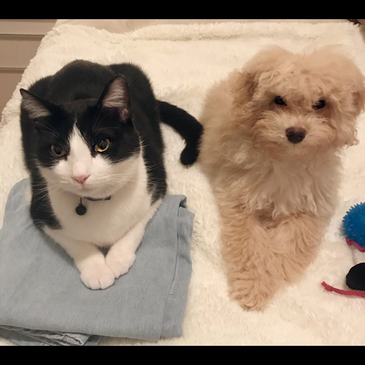 SinRostroMaster's tweet photo. I am still the master cat, but Balú is the “trouble fluff” together we have developed an atomic duo for our purrfect furriends😻😽🐶 #bros https://t.co/Ez2inwfBet
