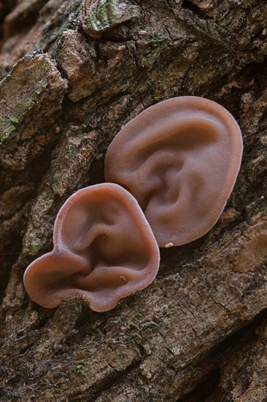 Rainmaker1973's tweet photo. Auricularia auricula-judae is a species of fungus distinguished by its noticeably ear-like shape https://t.co/xljfltebq1 https://t.co/S8S6glY9Fi