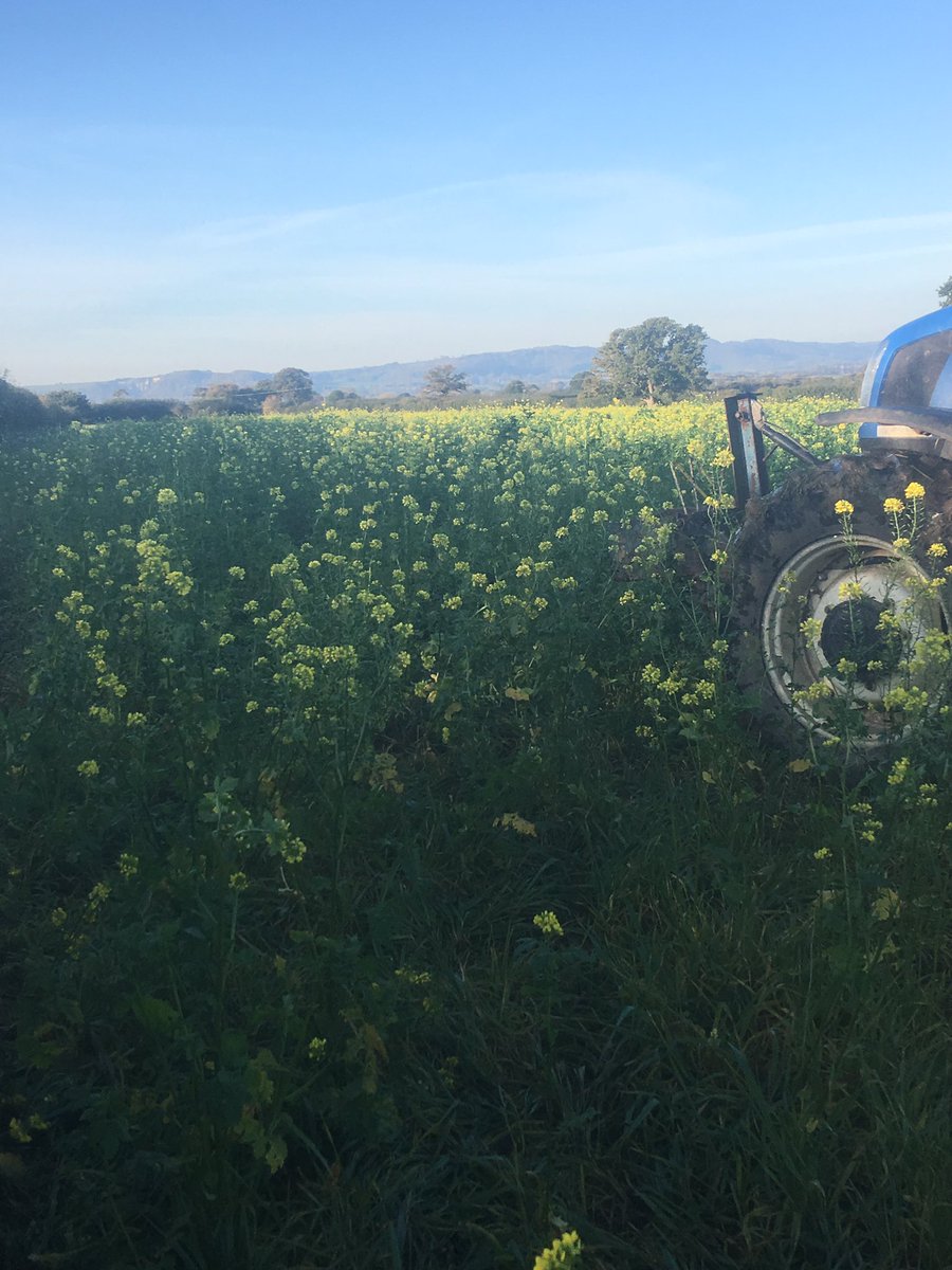 #lambs getting stuck into #covercrops #hoovers