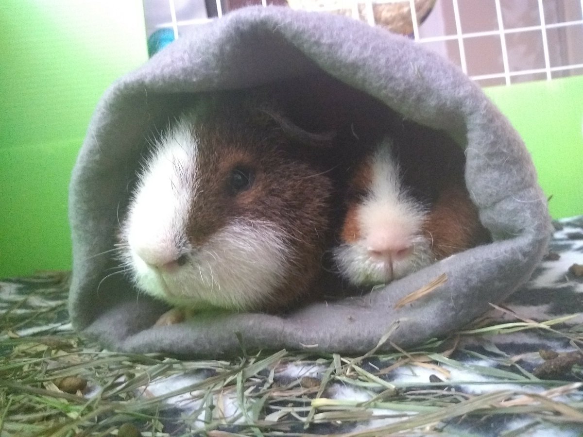 EclipseCritters's tweet photo. Cuddle buddies. #guineapigs https://t.co/iDC434FRkv