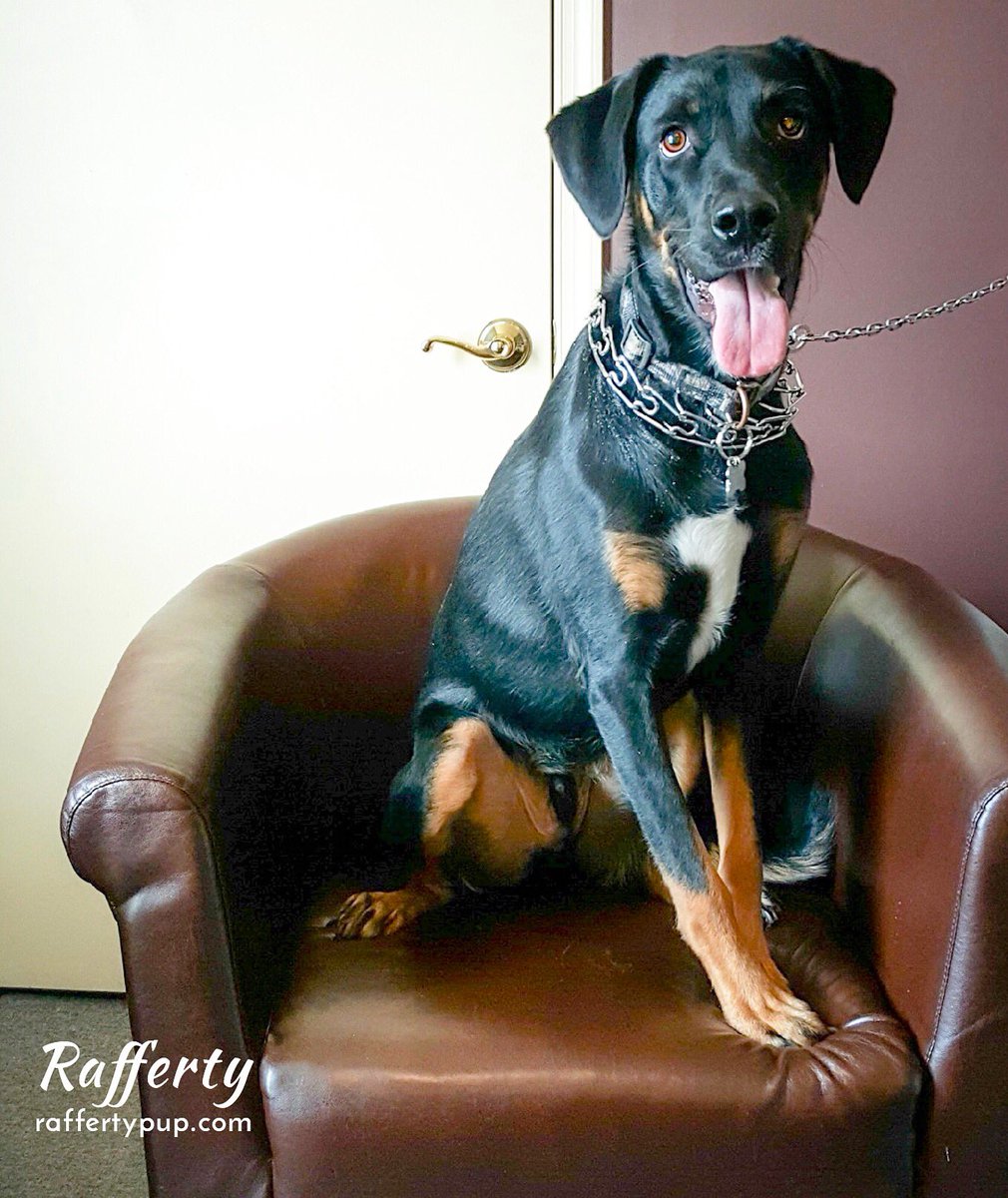 raffertypup's tweet photo. I had an interview at mom's office today. I was hired on the spot. 

#dogsatwork https://t.co/NAZB2rU8zX