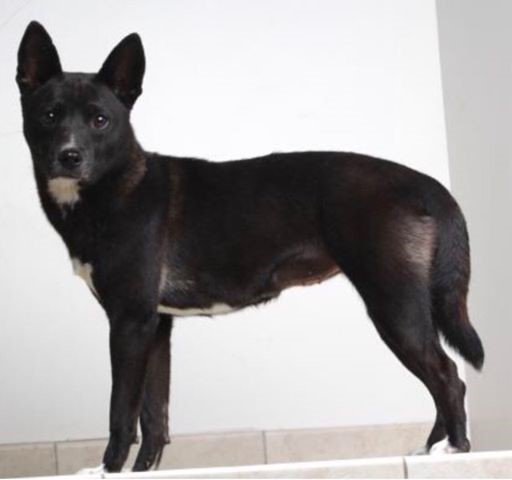 Animal Control is aware of scared &amp; loose dog "Fee" in Little Canada. If spotted, please call Sara @ Second Hand Hounds, 612-978-8924.