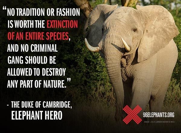 SimplyElephants's tweet photo. https://t.co/WUYhyGwlgi