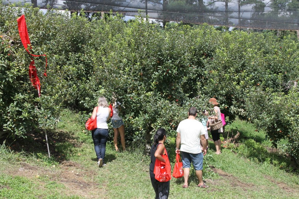 FarmGateTrail's tweet image. New South Wales Farm Gate Trails, find out more here: bit.ly/1XmyRUr