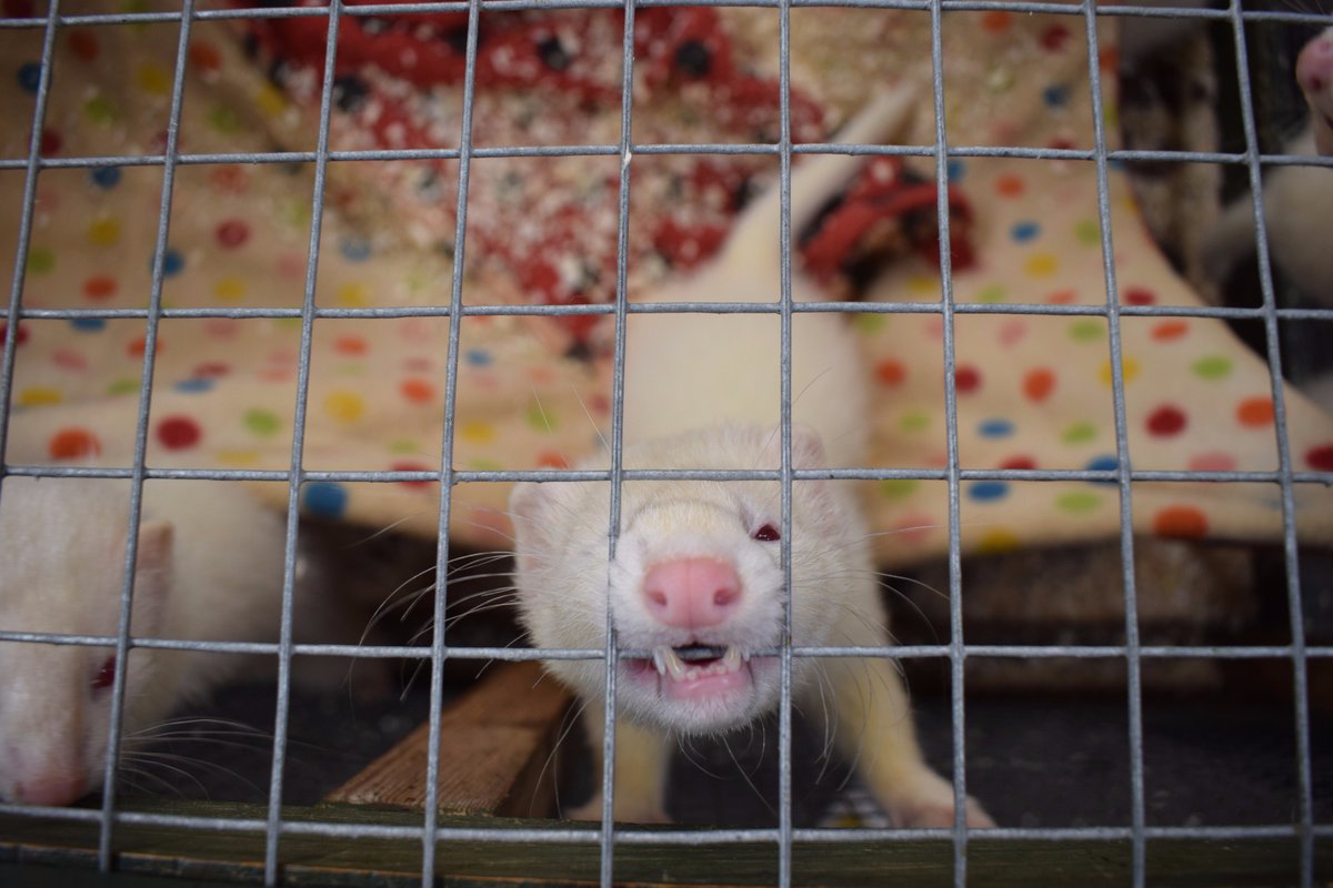 FerretRescueUK's tweet photo. There can never be too many ferret photos! 😉 #Ferrets #Photogenic https://t.co/NquTaQMXI7
