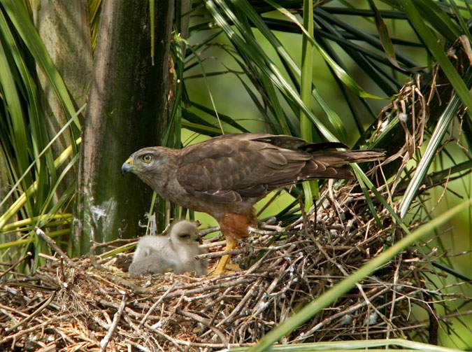 The Peregrine Fund tweet media