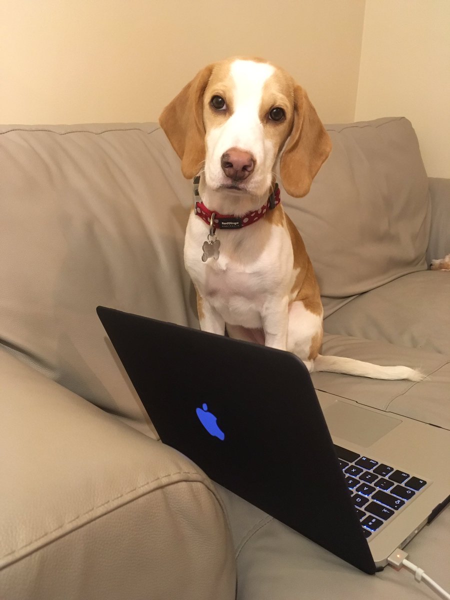 PhDoggo's tweet photo. When you sit down to write your thesis and then end up spending all your time on Twitter 🙈 #PhDchat #phdlife #thesis #dogsoftwitter #doggo https://t.co/LFoYwNIEML