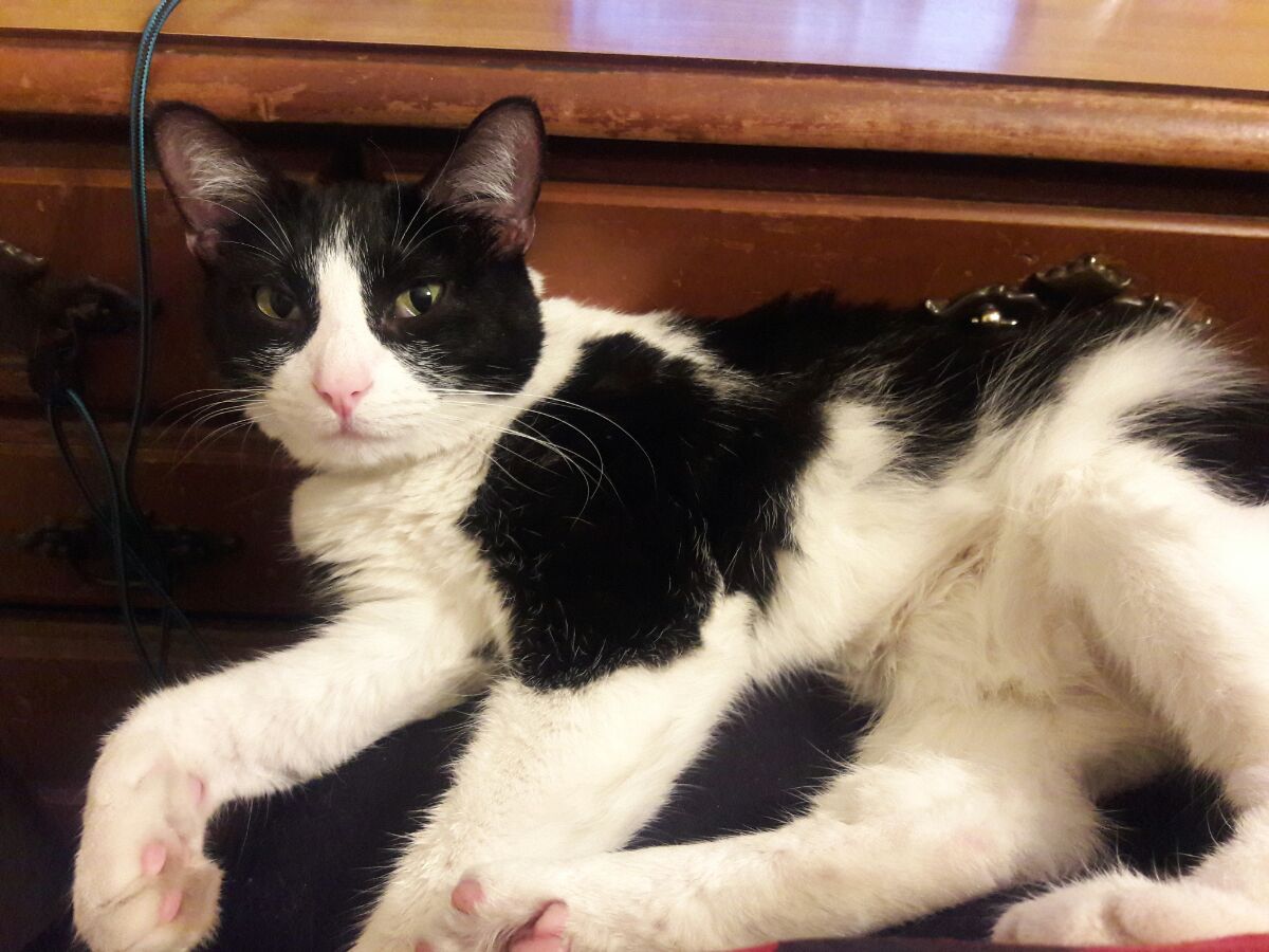 SinLigereep's tweet photo. Sharing pics of my black and white cat, Neith, for #BlackCatDay #SimonsCatLogic https://t.co/R2VDOx5FOE