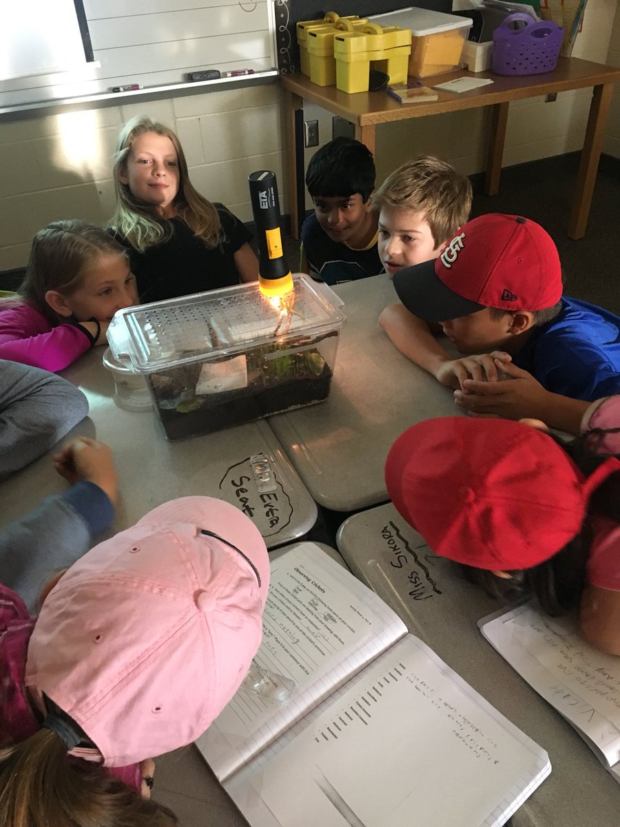 SS_Gasser_456's tweet image. The anoles made their arrival this week... #observations #BehaviorChanges #FoodChain #Crickets #Anoles 🦎🦎🦎🦎🦎