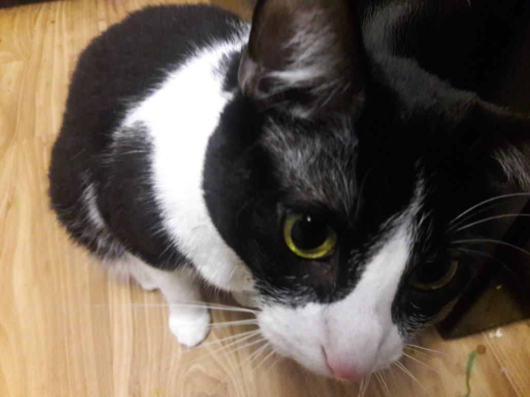 SinLigereep's tweet photo. Sharing pics of my black and white cat, Neith, for #BlackCatDay #SimonsCatLogic https://t.co/R2VDOx5FOE